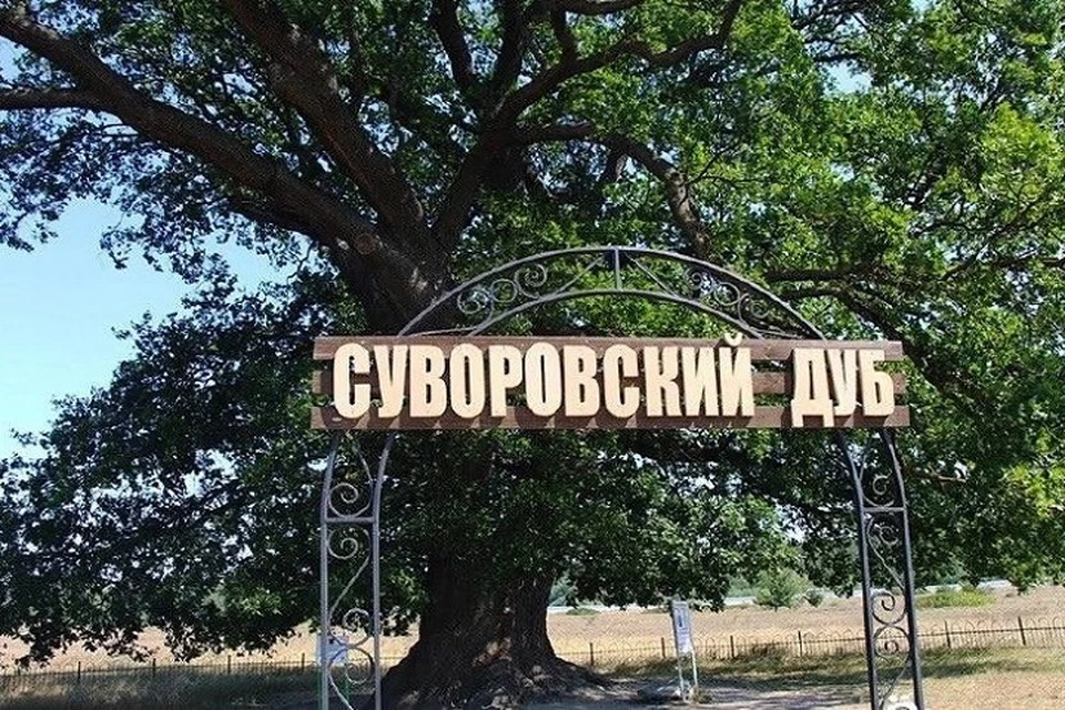 Суворовскому дубу больше двухсот лет. Фото: Ольга Шевцова/Tg
