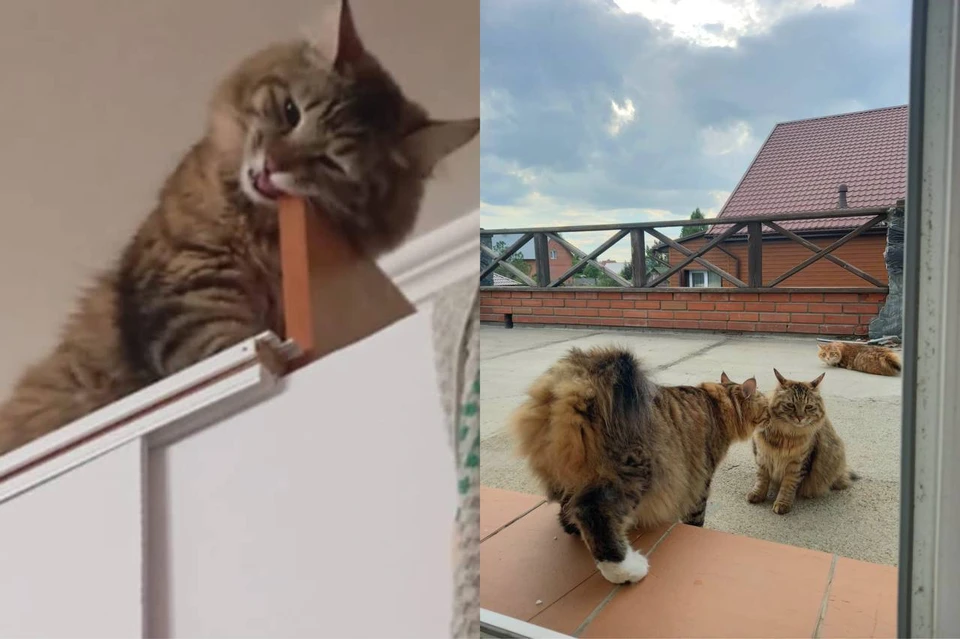Кошка Саша живёт с Сергеем 4 месяца. Фото: предоставлено КП-Новосибирск героем публикации