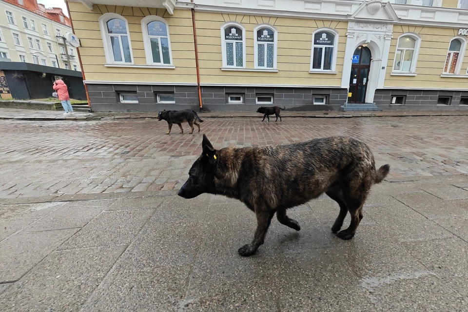 Бродячие собаки.