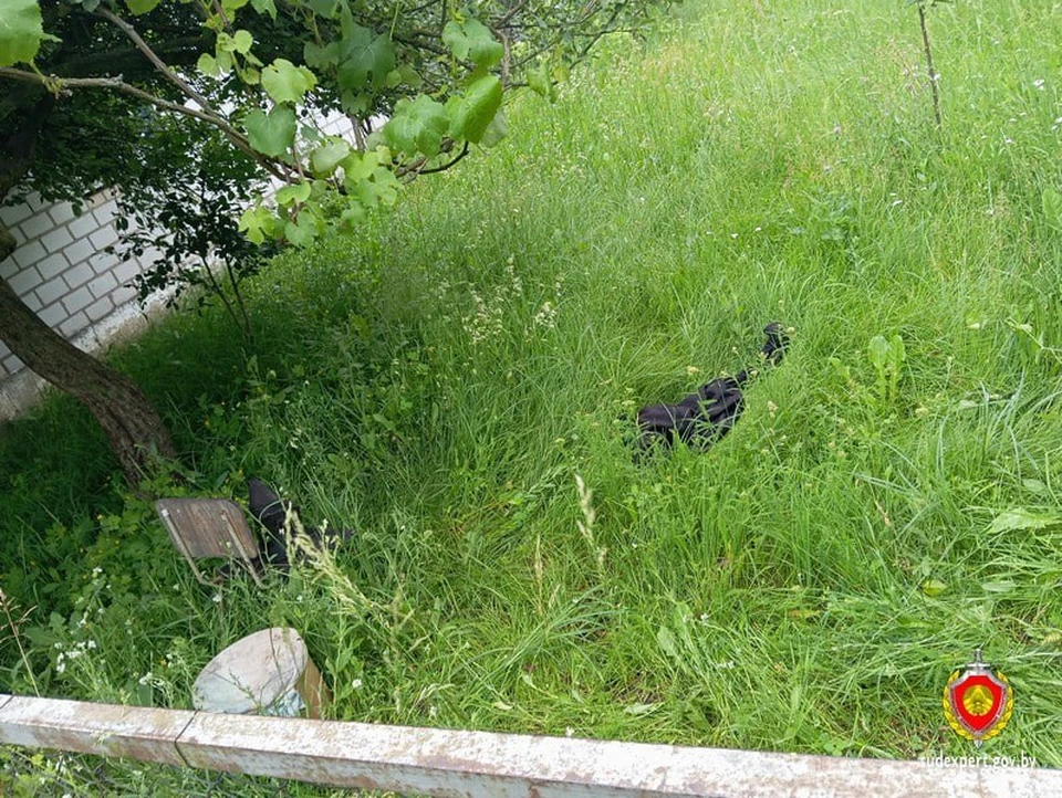 Неаккуратное обращение с роем пчел на дереве во дворе сельского дома стало причиной смерти мужчины. Фото: Госкомитет судебных экспертиз.