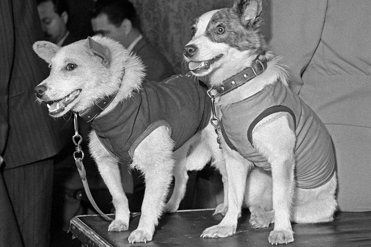 65 лет подвигу Белки и Стрелки: Для полета в космос выбрали дворняг-блондинок