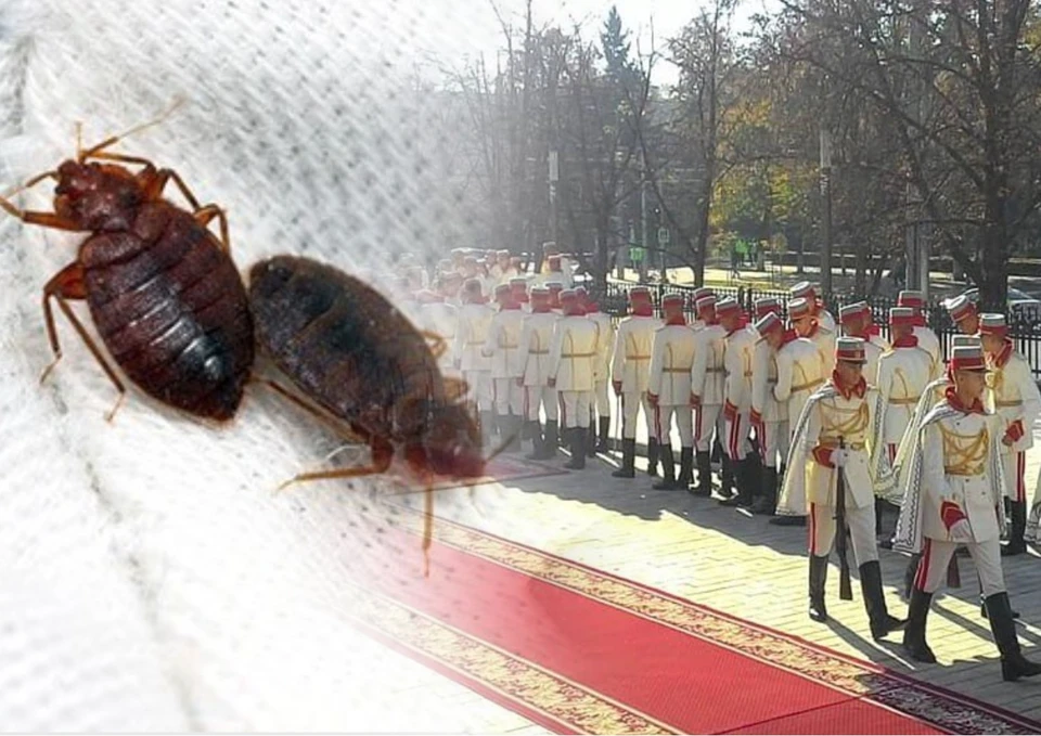 Армию Молдовы атакуют… клопы. Фото: коллаж КП