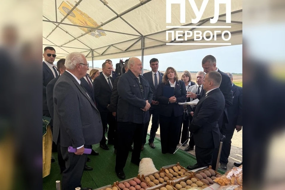 «Пул Первого» сказал, какие сорта картофеля растут на участке президента в 2025 году. Фото: телеграм-канал «Пул Первого»