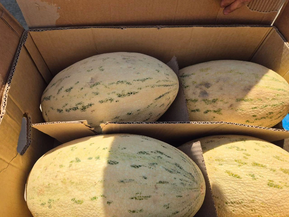 Вся зараженная продукция была изъята из оборота. Фото: Россельхознадзор Оренбуржья