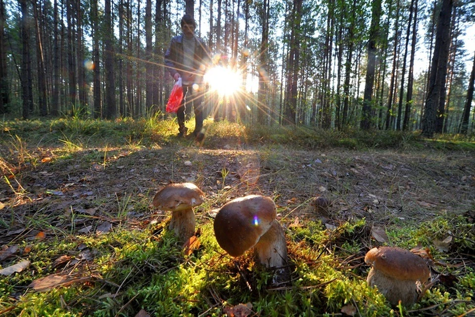 Грибника нашли в лесной чаще