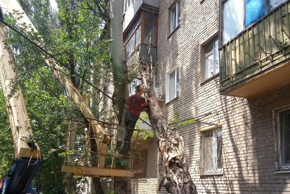 Больше всего жалоб на аварийные деревья поступает от жителей Донецка. Фото (архив): Минстрой ДНР