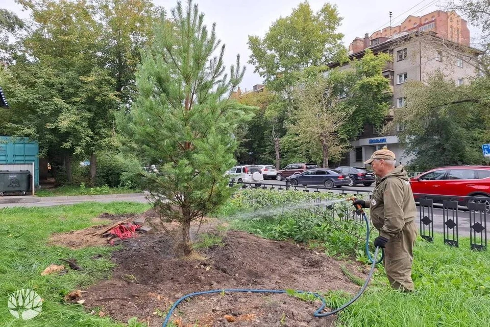 Центральный парк Новосибирска засадили крупномерными деревьями. Фото: Дирекция городских парков