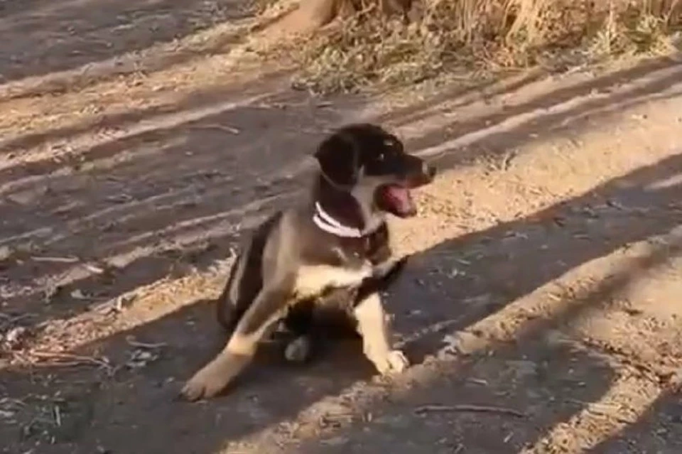 Щенок Титан. Фото: предоставлено Народным фронтом