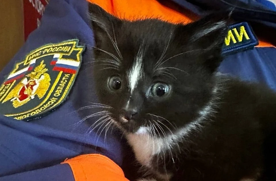 Котенка спас сотрудник МЧС по имени Федор.