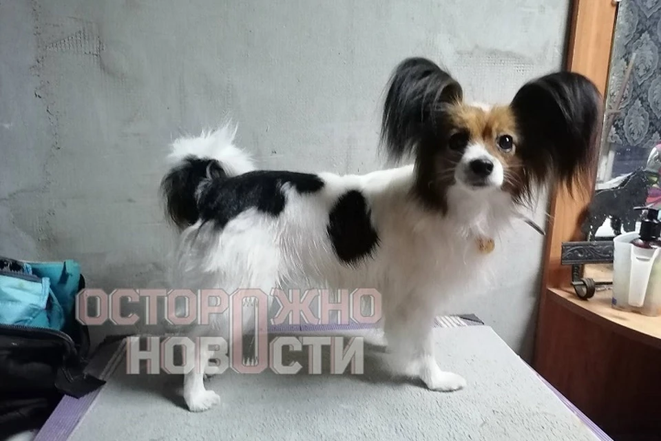 Собака породы папильон пропала на станции Поворино. Фото: телеграм-канал «Осторожно, новости»