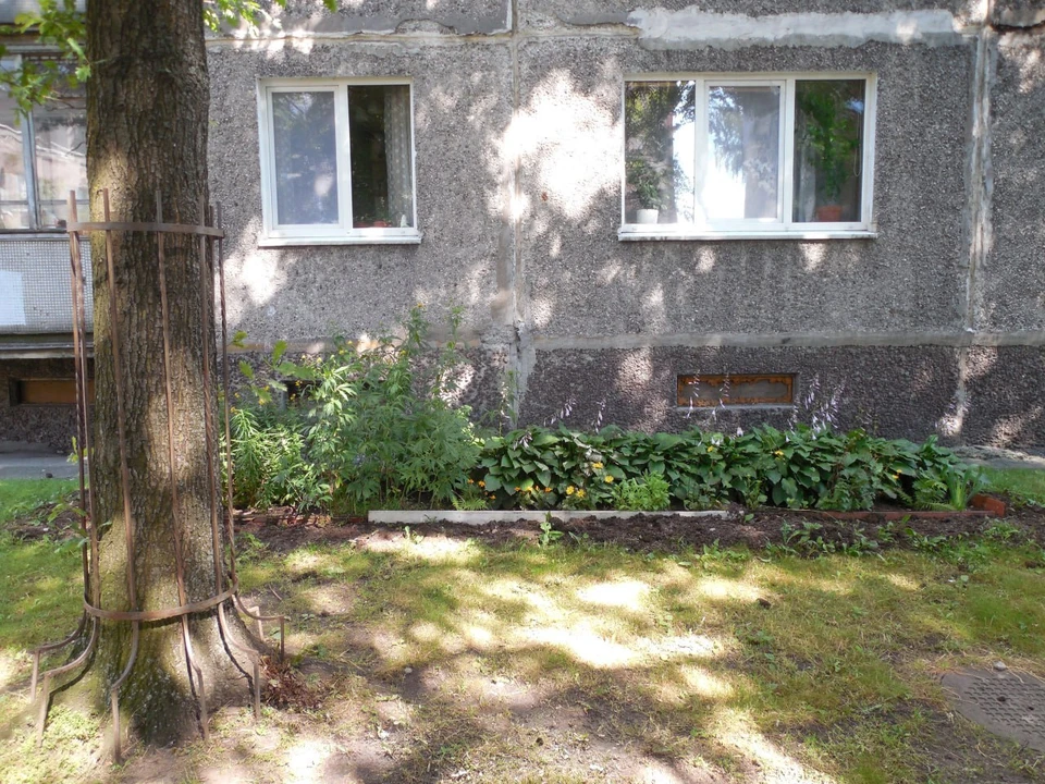 Возможно, металлический «каркас» уже был маловат растущему дереву, но позволял легко определить его.