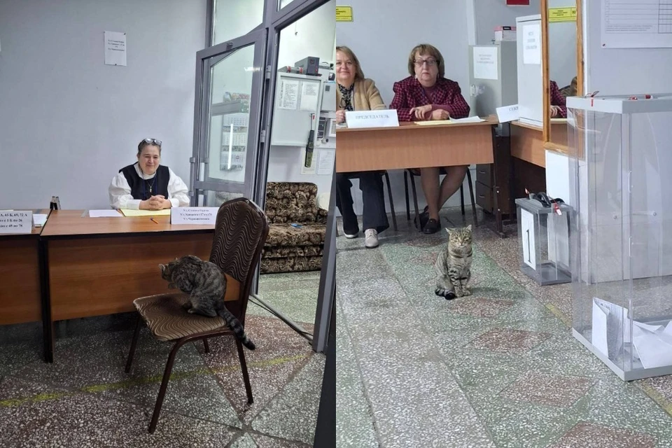 Питомец стал местной «звездой» и символом выборов. Фото: пресс-служба Новосибирского облизбиркома.