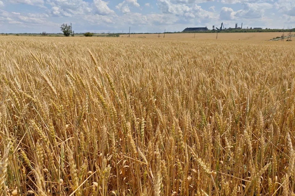 В целом в ДНР сложилась спокойная фитосанитарная обстановка. Фото: Филиал «Донецкий» Россельхозцентра