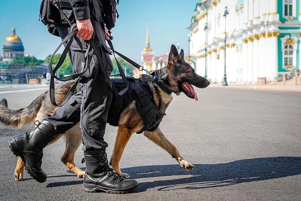 На место выезжали правоохранители. Фото: Росгвардия по СЗФО