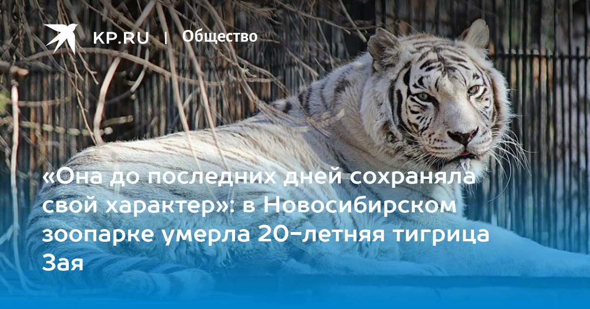 Тигрица манит в свои сети Тигрица манит в свои сети