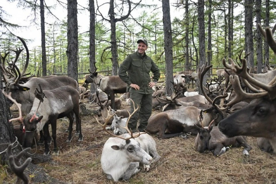Оленеводы из Хабаровского края пожаловались на волков губернатору Фото: Антон Шевченко