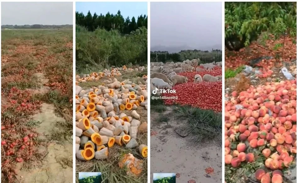 Пока вкусная молдавская продукция гниет на полях, ПАС уничтожает сельское хозяйство. Фото: коллаж КП