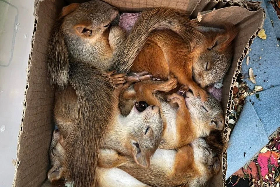 Волонтеры приютили в квартире 30 бельчат. Фото: предоставлено волонтером.