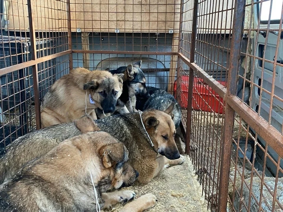 В регионе объявили карантин