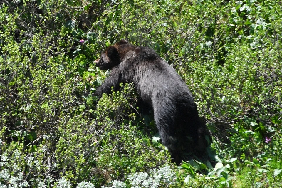 Школьник чудом выжил после встречи с медведем: ему помогла одна случайность