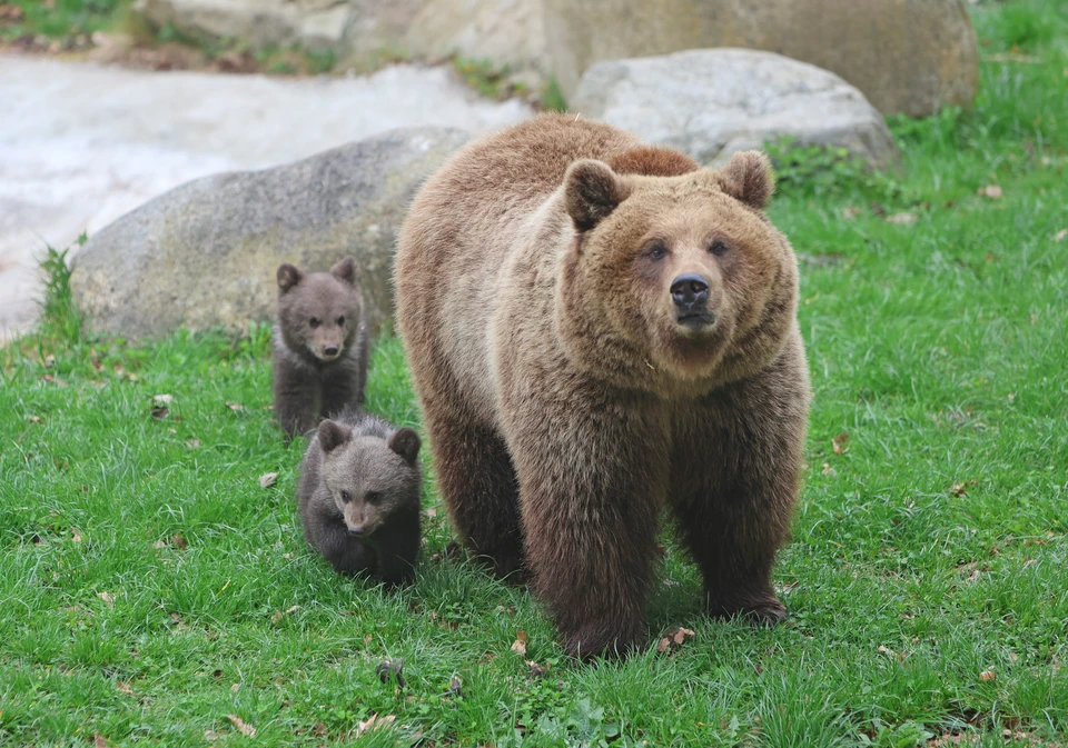 В Петропавловске-Камчатском из-за медведей введен режим повышенной готовности