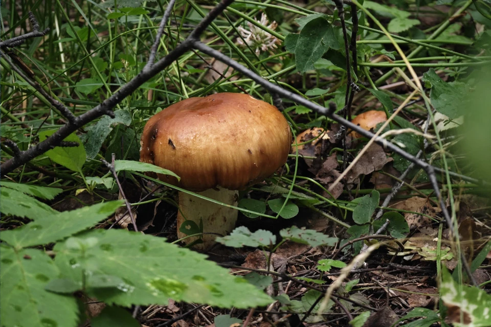 Семейная пара умерла, съев домашние консервы из грибов.