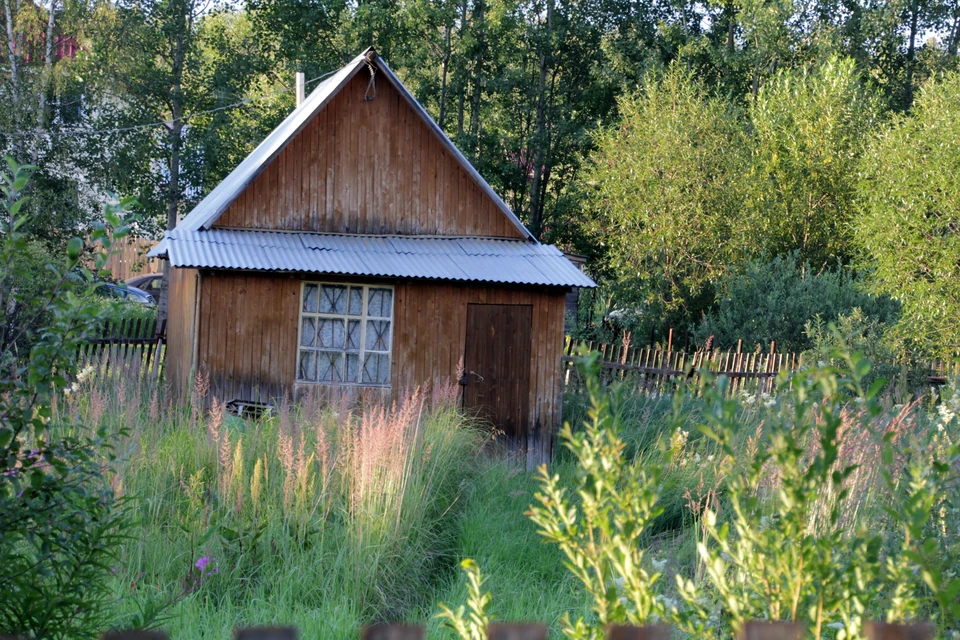 За высокую траву и полуразрушенный дом могут отобрать земельный участок. Фото: архив "КП"