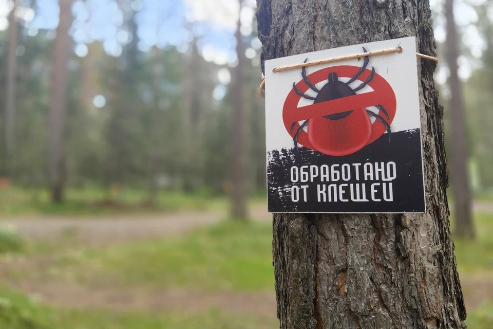 Клещевым энцефалитом заболели 243 жителя Красноярского края