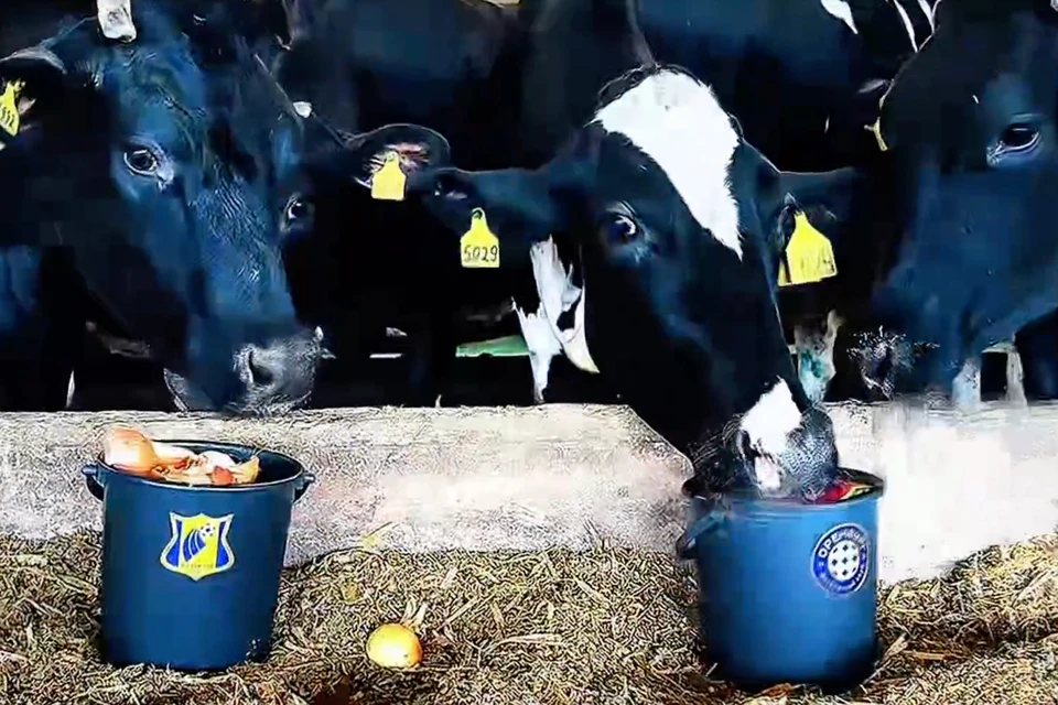 На оренбургской ферме кипят не только молочные страсти, но и спортивные. Фото: скриншот видео Руслана Сагитова