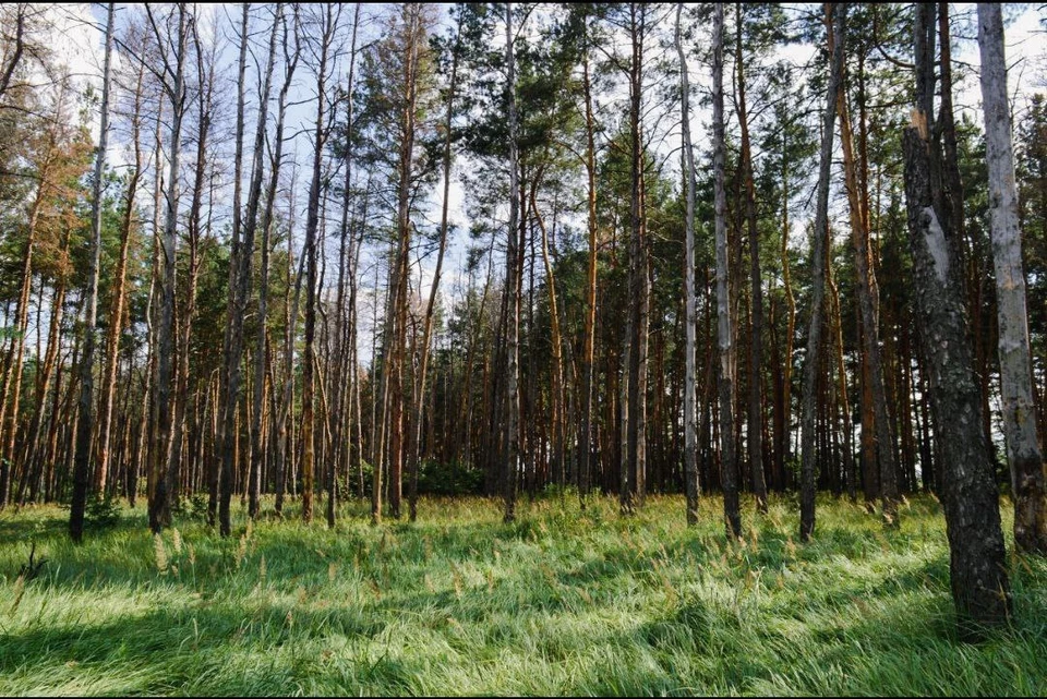 Нарушения выявили в Рамонском районе.
