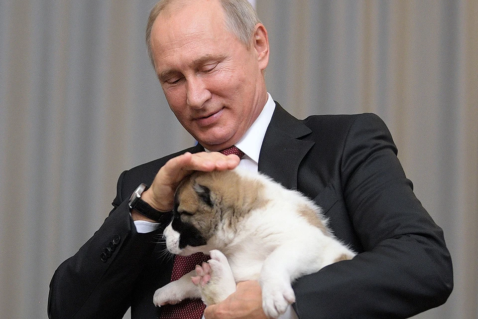 Октябрь 2017 года. Владимир Путин со щенком породы алабай по кличке Верный, подаренным ему на 65-летие президентом Туркменистана Г. Бердымухамедовым. Фото: Алексей Дружинин/пресс-служба президента РФ/ТАСС