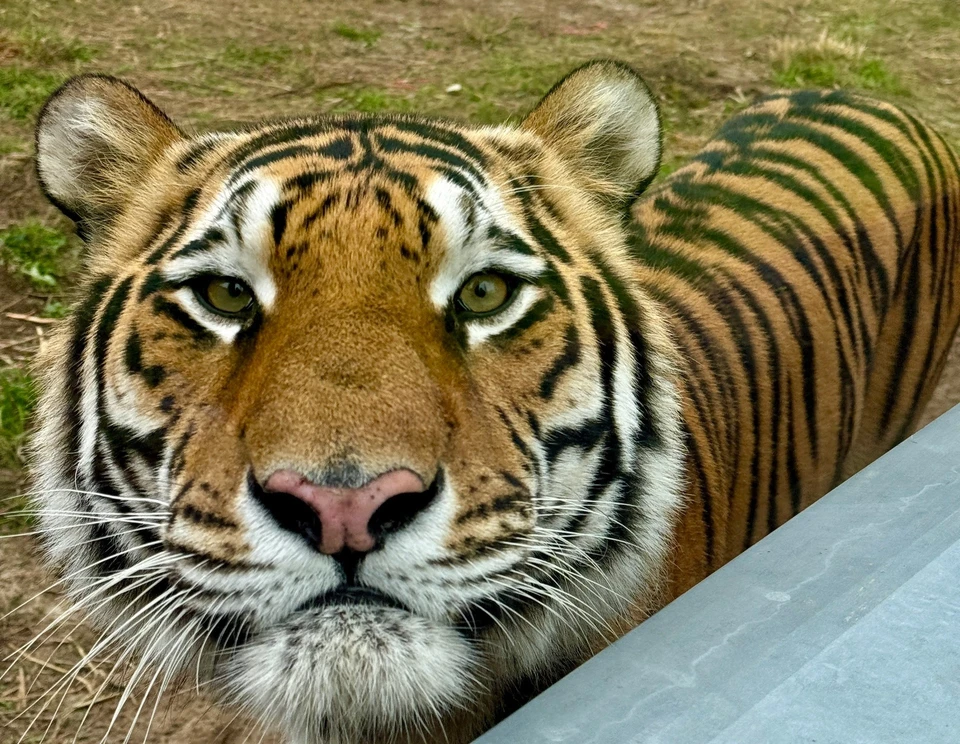 Фото: Тюменский зоопарк и источник «Сосновый Бор»