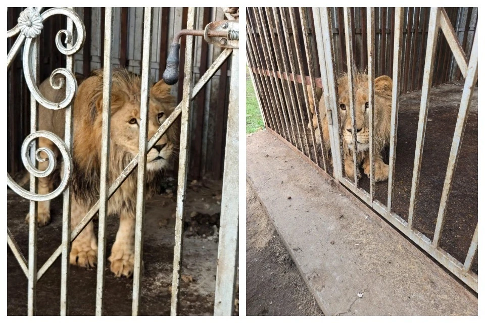 Симбу привезли в Симферопольский зооуголок. Фото: Пресс-служба Росприроднадзора
