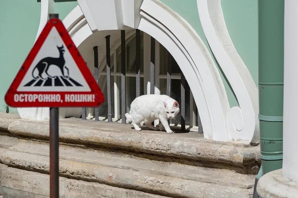 Сотрудники Эрмитажа рассказали о своих котиках. Фото: www.hermitagemuseum.org