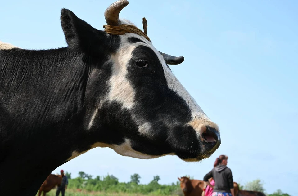 ФОТО: Управление ветеринарии Запорожской области.