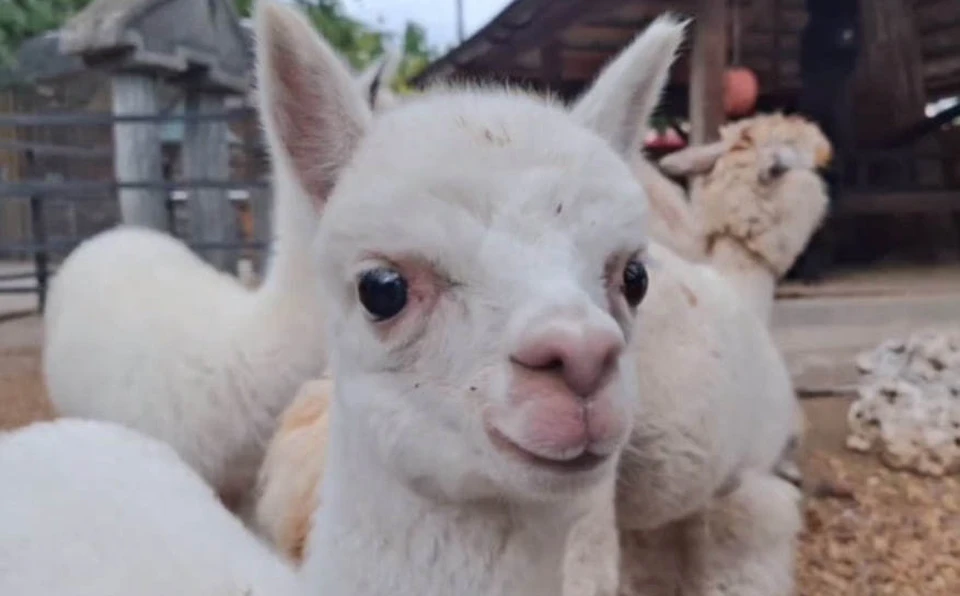 Малыш еще без имени. Фото: @parkscrimea