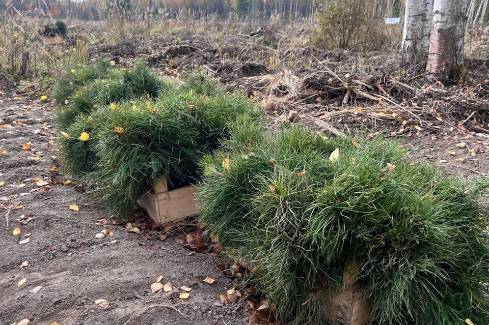 Свыше 20 тысяч саженцев сосны высадили в Нижегородской области. Фото: Минлесхоз Нижегородской области