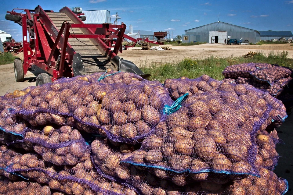Из-за невозможности продать картофель сельхозникам приходилось даже приостанавливать его сбор.