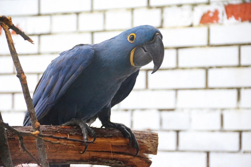 В Московском зоопарке поселились гигантские попугаи и китайские фазаны