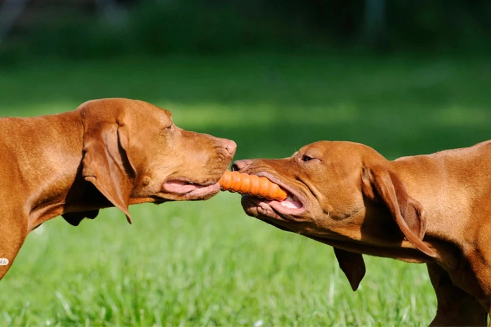 «Известия»: В России намерены расширить список опасных пород собак