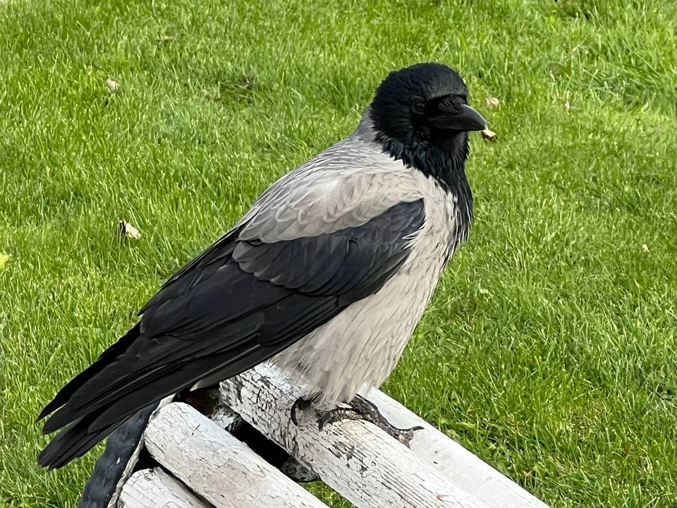 Осадки не ожидаются