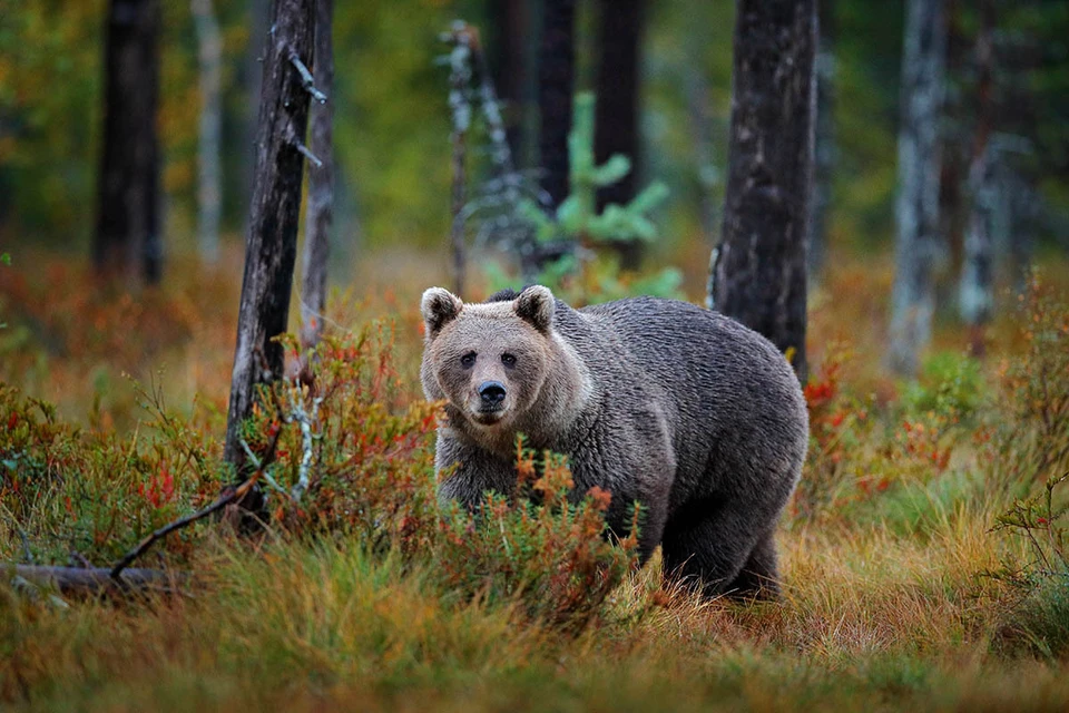 Медведи облюбовали леса Подмосковья. Фото: Ondrej Prosicky/Shutterstock/Fotodom
