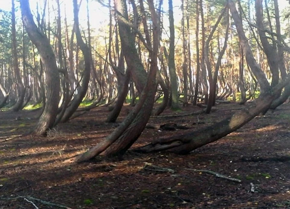 «Пьяный лес» в Шиловском районе назван самым мистическим местом в России. Фото: «Центр защиты леса Рязанской области»