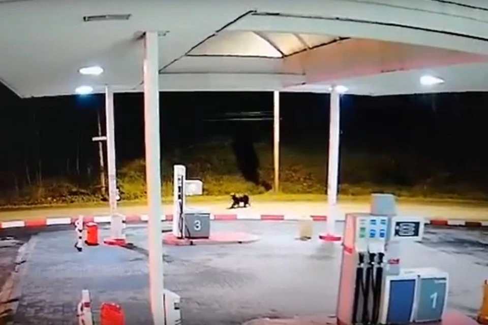 Медведя заметили возле автозаправки. Фото:«Аша — VКурce», vk.com/public_asha