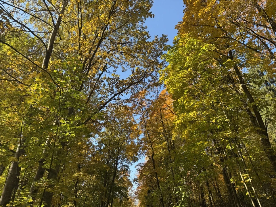 Правильный уход за хвойными деревьями осенью: советы специалистов Россельхозцентра Тюменской области.