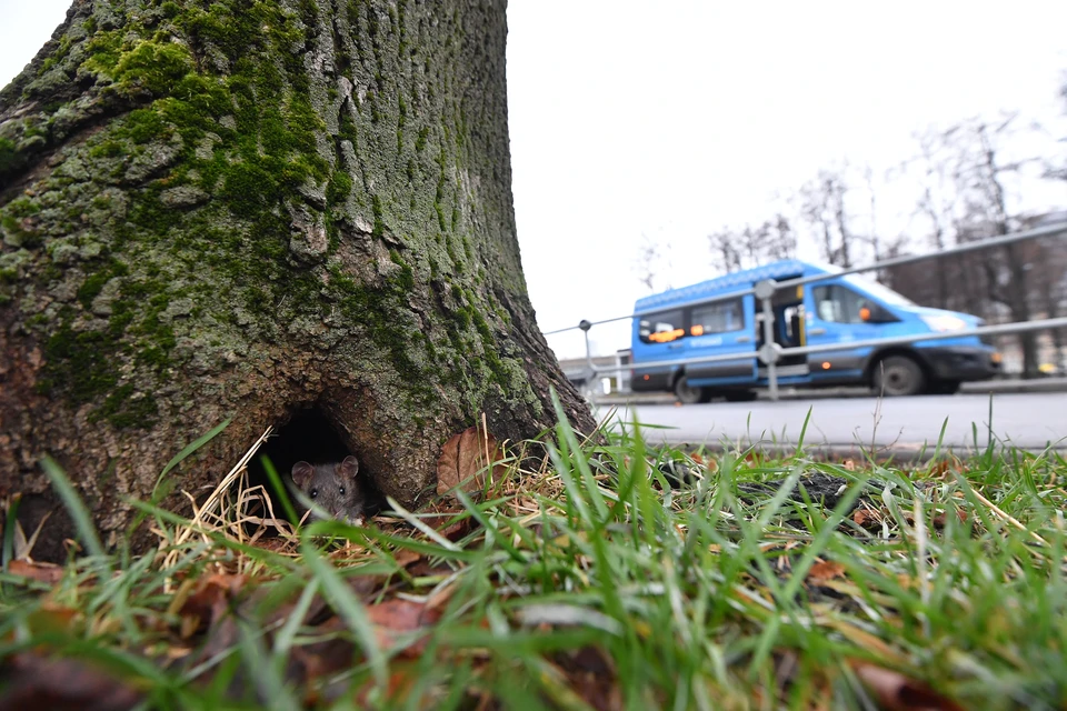 После медведей и лис в городе появилась проблема с грызунами.