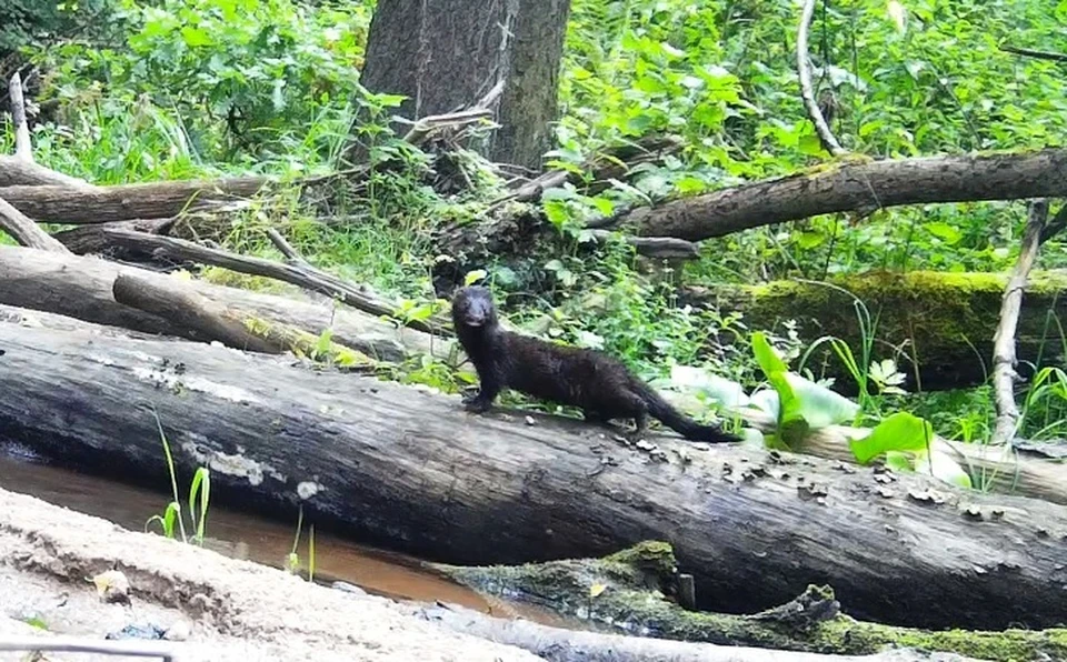 Заповедник «Калужские засеки» опубликовал видео с американской норкой.