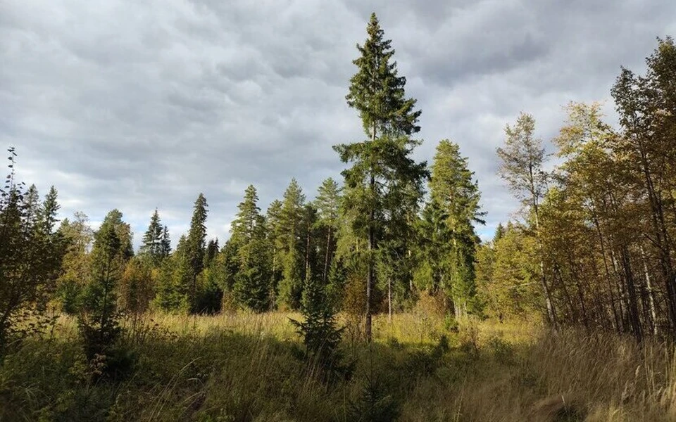 260 нарушений в лесах. Фото: Таня Трушкова