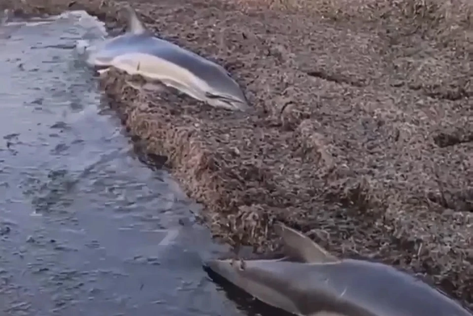 Мать и детеныш оказались на берегу. Фото: скриншот видео