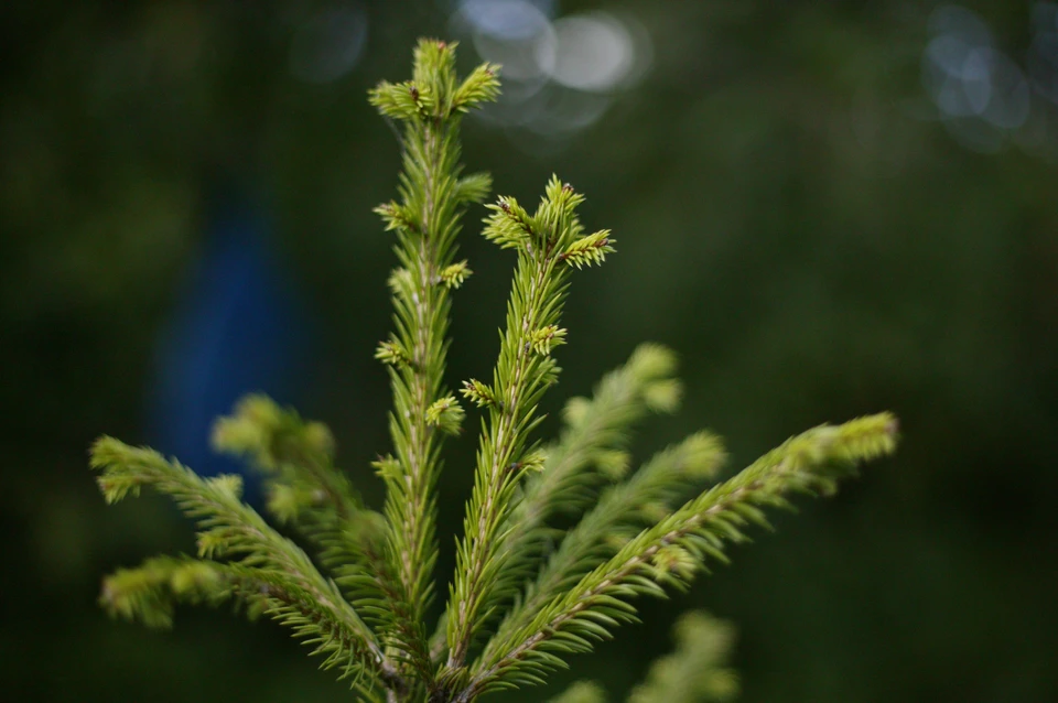 Снос аварийных деревьев выполнили еще в мае